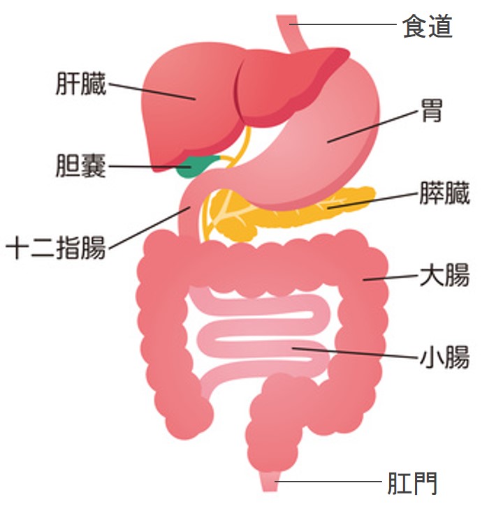 血便から考えられる疾患